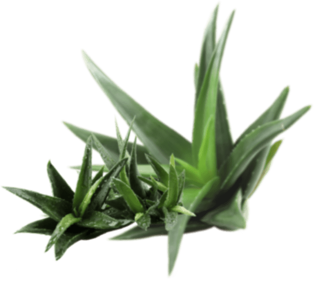 cosmetics-aloe-layer-2.png