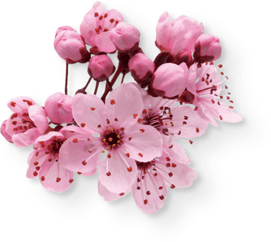 left-side-sakura.png